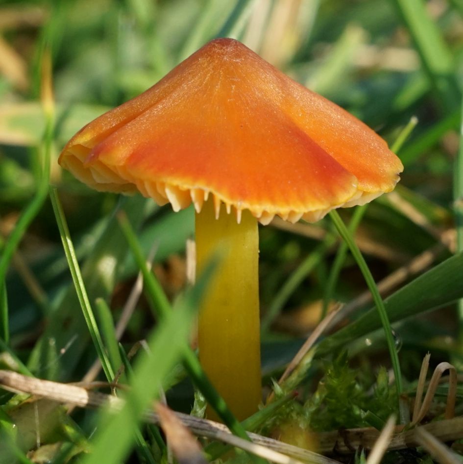 welke paddenstoel is dit